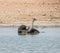 Ostrich In Water