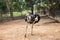 Ostrich wildlife animal in the zoo cage