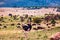 Ostrich Wildlife Animals Mammals at the savannah grassland wilderness hill shrubs great rift valley maasai mara national game