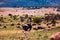 Ostrich Wildlife Animals Mammals at the savannah grassland wilderness hill shrubs great rift valley maasai mara national game