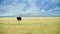 Ostrich in Wildlife, Kenya Africa