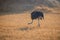 Ostrich Wildlife of Zambia Africa in Chaminuka National Park
