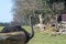 Ostrich in Zoo of Affi near Lake Garda