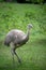 ostrich in a zoologic park