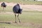 Ostriches