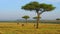 Ostriches and acacia trees in savanna at africa