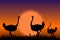 Ostriches in Africa. Black silhouettes on sunset background
