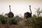 Ostriches on african savanna, Kenya