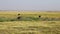 Ostriches, Amboseli park, Kenya