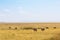 Ostriches in a beautiful savanna landscapes in Masai Mara