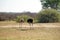 Ostriches in Botswana