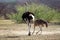 Ostriches in Botswana