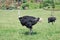 Ostriches in Cabarceno Natural Park in Cantabria