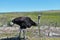 Ostriches at the Cape Peninsula in South Africa