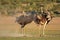 Ostriches displaying