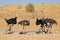 Ostriches drinking water at a waterhole