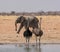 Ostriches And Elephant