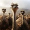 Ostriches on a farm, surrounded by misty clouds, serene ambiance