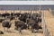 Ostriches feeding at troughs in a camp