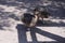 Ostriches fluffy chicks walking farm sand