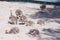 ostriches fluffy chicks walking farm sand