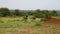 Ostriches Grazing On The Pasture Of The African Savannah