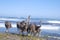 Ostriches grazing by the sea at cape point closeup