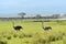 Ostriches Kilimanjaro