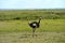 Ostriches Kilimanjaro