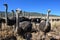 Ostriches in the Klein Karoo - South Africa