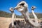 Ostriches in the Klein Karoo - South Africa