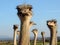 Ostriches looking into the camera close up