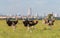 Ostriches in Nairobi national park