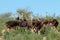 Ostriches in natural habitat - Kalahari desert