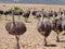 Ostriches near Heidelberg, South Africa