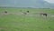 Ostriches in Ngorongoro Crater, Tanzania