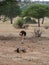 Ostriches Ngorongoro safari safari - Tarangiri in Africa