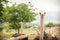 Ostriches on a ostrich farm