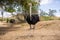 Ostriches on the ostrich farm in Israel