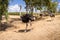 Ostriches on the ostrich farm in Israel