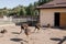 Ostriches on an ostrich farm outside the fence