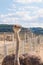 Ostriches in the paddock of the farm.