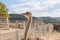 Ostriches in the paddock of the farm.