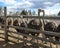 Ostriches in the paddock of the farm.