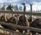 Ostriches in the paddock of the farm.