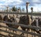 Ostriches in the paddock of the farm.