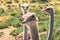 Ostriches Portrait Close Up in Natural Background