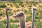 Ostriches Portrait Close Up in Natural Background