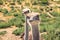 Ostriches Portrait Close Up in Natural Background