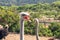 Ostriches Portrait Close Up in Natural Background